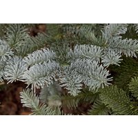 Kategorie <b>Nadelbäume u. Koniferen </b> - Abies procera 'Glauca'