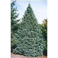 Kategorie <b>Nadelbäume u. Koniferen </b> - Abies lasiocarpa 'Compacta'