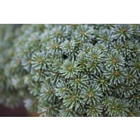 Nadelbäume u. Koniferen - Abies koreana Tanja'