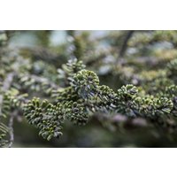 Kategorie <b>Nadelbäume u. Koniferen </b> - Abies koreana Kohouts Icebreaker' ®