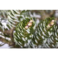Kategorie <b>Nadelbäume u. Koniferen </b> - Abies koreana 'Silver Star'