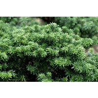Kategorie <b>Nadelbäume u. Koniferen </b> - Abies koreana 'Cis'