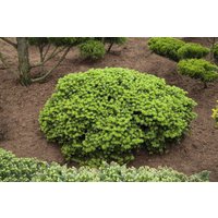 Kategorie <b>Nadelbäume u. Koniferen </b> - Abies koreana 'Brillant'