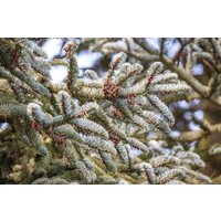 Kategorie <b>Nadelbäume u. Koniferen </b> - Abies koreana