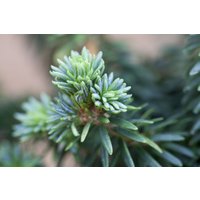 Kategorie <b>Nadelbäume u. Koniferen </b> - Abies balsamea 'Piccolo'