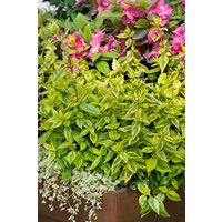 Kategorie <b>Produkt nicht gewünscht </b> - Abelia Kaleidoskope ® gelb grün panaschiert