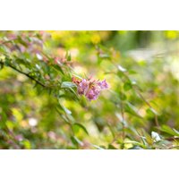 Kategorie <b>Produkt nicht gewünscht </b> - Abelia 'Edward Goucher'