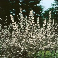 Kategorie <b>Laubbäume </b> - Abeliophyllum distichum 'Roseum' 40-60 cm