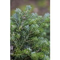 Kategorie <b>Nadelbäume u. Koniferen </b> - Abies koreana 'Silberperl' 40 cm Stammhöhe