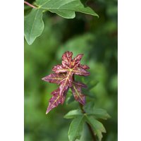 Kategorie <b>Hecken </b> - Acer campestre 40-60 cm