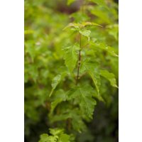 Kategorie <b>Laubbäume </b> - Acer ginnala 60-100 cm