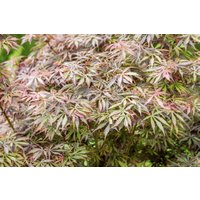 Kategorie <b>Laubbäume </b> - Acer palmatum ' Jerre Schwartz ' 60-100 cm