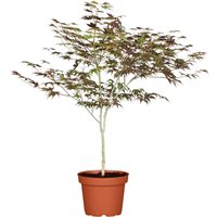 Kategorie <b>Laubbäume </b> - Acer palmatum 'Atropurpureum' 60-80 cm