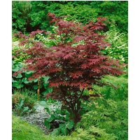 Kategorie <b>Laubbäume </b> - Acer palmatum 'Atropurpureum' 80-100 cm