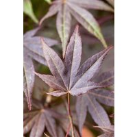 Kategorie <b>Laubbäume </b> - Acer palmatum 'Atropurpureum' 100-125 cm