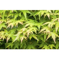 Kategorie <b>Laubbäume </b> - Acer palmatum 'Bi-Hoo' 40-60 cm