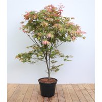 Kategorie <b>Laubbäume </b> - Acer palmatum 'Deshojo' 100-120 cm