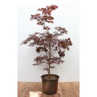 Kategorie <b>Laubbäume </b> - Acer palmatum 'Skeeters Broom' 125-150 cm