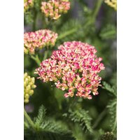 Kategorie <b>Produkt nicht gewünscht </b> - Achillea millefolium Milly Rock Rose 2 Liter Container (Wuchs jahreszeitlich)