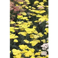 Kategorie <b>Produkt nicht gewünscht </b> - Achillea millefolium Summer Fruits Lemon 2 Liter Container (Wuchs jahreszeitlich)