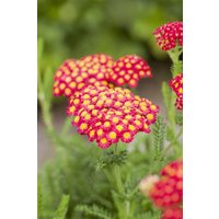 Kategorie <b>Produkt nicht gewünscht </b> - Achillea millefolium 'Desert Eve Red' 2 Liter Container (Wuchs jahreszeitlich)