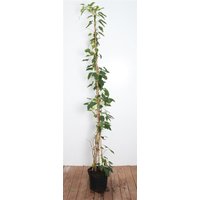 Kategorie <b>Produkt nicht gewünscht </b> - Actinidia arguta 'Issai' 100-150 cm