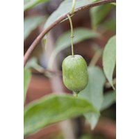 Kategorie <b>Produkt nicht gewünscht </b> - Actinidia arguta 'Issai' 100-150 cm
