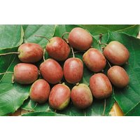 Kategorie <b>Produkt nicht gewünscht </b> - Actinidia arguta 'Ken's Red' 40-60 cm
