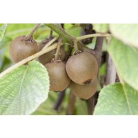 Kategorie <b>Obst </b> - Actinidia chinensis 'Boskoop' 60-100 cm