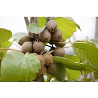 Kategorie <b>Produkt nicht gewünscht </b> - Actinidia chinensis 'Jenny' 40-60 cm