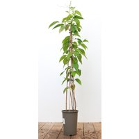 Kategorie <b>Produkt nicht gewünscht </b> - Actinidia chinensis 'Jenny' 60-100 cm