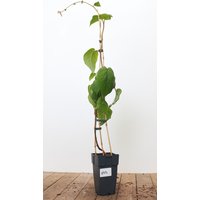 Kategorie <b>Obst </b> - Actinidia chinensis 'Male' 40-60 cm