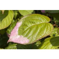 Kategorie <b>Produkt nicht gewünscht </b> - Actinidia kolomikta 40-60 cm