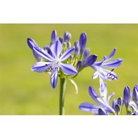 Kategorie <b>Stauden </b> - Agapanthus Jacaranda 2-3 Liter Container (Wuchs jahreszeitlich)