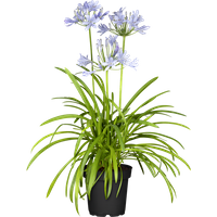 Kategorie <b>Produkt nicht gewünscht </b> - Agapanthus Northern Star 2-3 Liter Container (Wuchs jahreszeitlich)