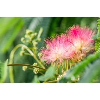 Kategorie <b>Produkt nicht gewünscht </b> - Albizia julibrissin 'Tropical Dream' 60-80 cm