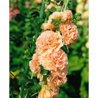 Kategorie <b>Produkt nicht gewünscht </b> - Alcea rosea Chater s Double Salmon Pink 2 Liter Container (Wuchs jahreszeitlich)