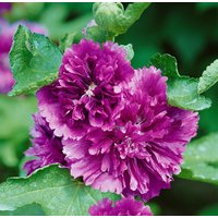 Kategorie <b>Produkt nicht gewünscht </b> - Alcea rosea Chater s Double Violet 2 Liter Container (Wuchs jahreszeitlich)