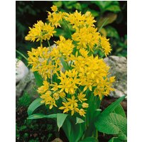 Kategorie <b>Produkt nicht gewünscht </b> - Allium moly 2 Liter Container (Wuchs jahreszeitlich)