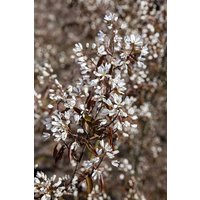 Kategorie <b>Laubbäume </b> - Amelanchier 'Rainbow Pillar' -R- 125-150 cm
