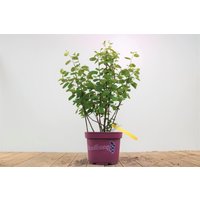 Kategorie <b>Laubbäume </b> - Amelanchier alnifolia 'Greatberry® Farm' 50-60 cm