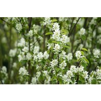 Kategorie <b>Laubbäume </b> - Amelanchier alnifolia 'Northline' 40-60 cm