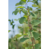 Kategorie <b>Laubbäume </b> - Amelanchier alnifolia 'Obelisk' -R- 80-100 cm