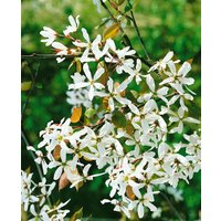 Laubbäume - Amelanchier alnifolia 'Robin Hill' 100-125 cm