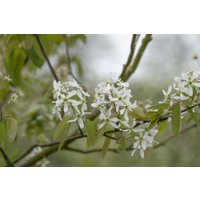 Kategorie <b>Laubbäume </b> - Amelanchier laevis 60-100 cm