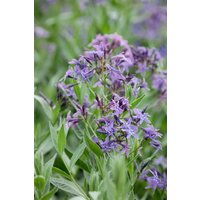 Kategorie <b>Stauden </b> - Amsonia Blue Ice 2 Liter Container (Wuchs jahreszeitlich)