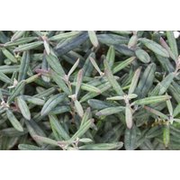 Kategorie <b>immergrüne Laubbäume </b> - Andromeda polifolia 'Blue Ice' 2 Liter Container (Wuchs jahreszeitlich)