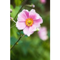 Kategorie <b>Stauden </b> - Anemone hupehensis 'Pink Saucer' 2 Liter Container (Wuchs jahreszeitlich)
