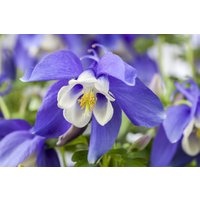 Kategorie <b>Stauden </b> - Aquilegia caer. Spring Magic Navy and White 2 Liter Container (Wuchs jahreszeitlich)