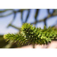 Kategorie <b>Produkt nicht gewünscht </b> - Araucaria araucana 125-150 cm